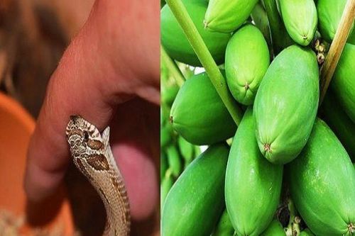 5 loại cây giải độc khi bị rắn cắn, côn trùng đốt, ngộ độc thực phẩm