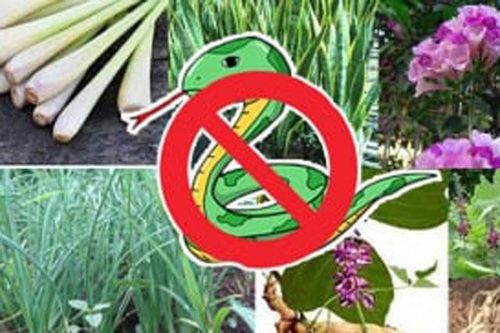 4 loài cây trồng trong vườn nhà: Rắn và các côn trùng khác chạy xa, 'một đi không trở lại'
