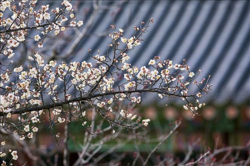 Sắc Xuân trong Cung điện cổ ở Xứ sở Kim Chi