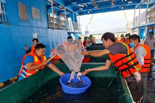Xây dựng 'cái nôi' cá tra giống vùng ĐBSCL ở An Giang