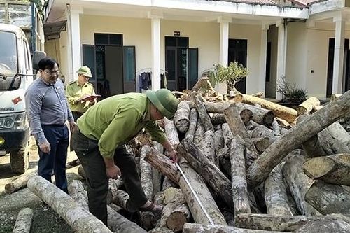 'Máu rừng' xứ Thanh vẫn chảy...