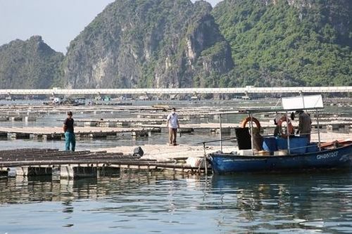 Chủ tịch phường 'bảo kê' cho các hành vi xâm phạm vịnh Bái Tử Long