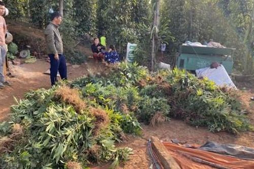 Hai vợ chồng 'làm giàu' bằng cách… trồng cần sa quy mô lớn