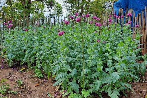 Người phụ nữ trồng hơn 200 cây thuốc phiện trong vườn nhà
