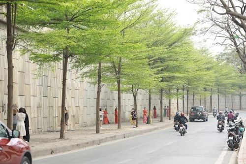 Lỡ hẹn lá vàng, giới trẻ check-in cây bàng lá nhỏ đổi màu xanh