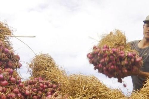 Vì sao hành tỏi 'made in Vietnam' thua ngay trên sân nhà?
