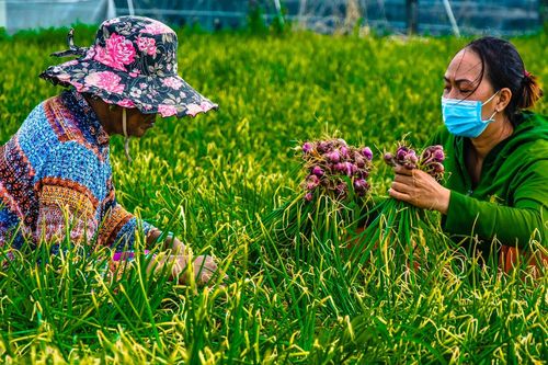 'Ông lớn' bán lẻ Thái Lan mách chiêu giúp người Việt bán hành củ giá cao