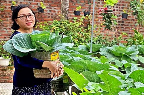Nữ kế toán về hưu biến rác thải thành khu vườn xanh tươi hoa trái