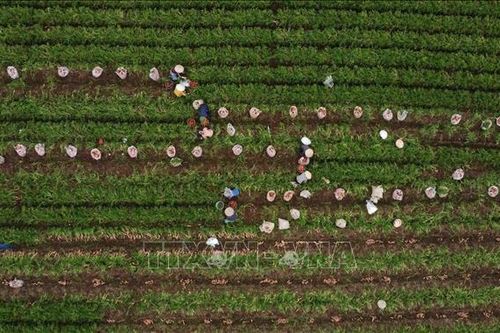 Chuyển đổi tư duy kinh tế nông nghiệp - Để nông dân là chủ thể