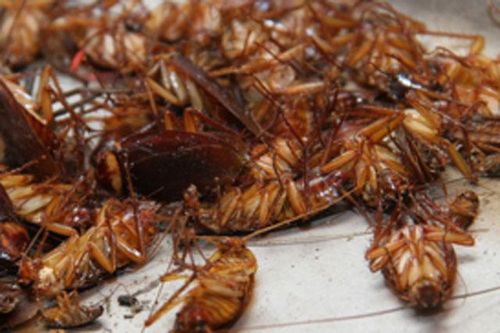 Mẹo đơn giản khiến gián khiếp sợ, tự động 'cuốn gói' ra khỏi nhà