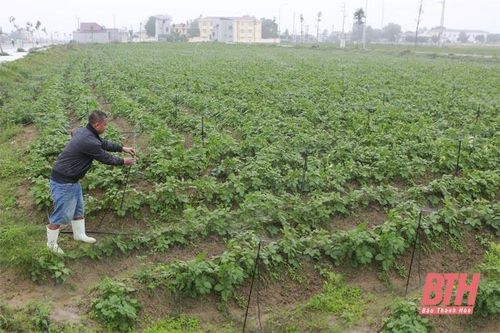 Hiệu quả trong liên kết sản xuất khoai tây