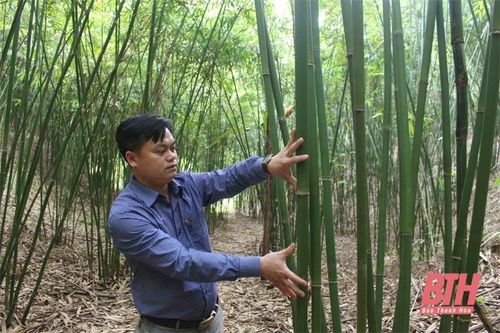 'Cây thoát nghèo' ở vùng khó