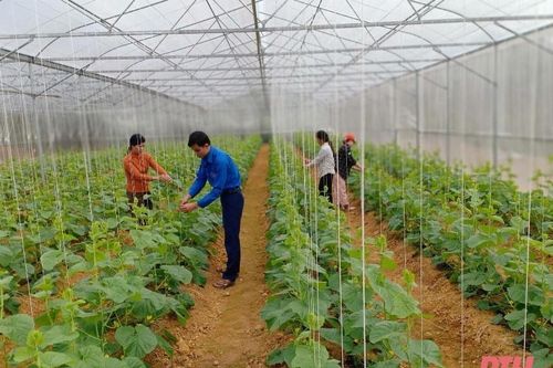 Thủ lĩnh đoàn với giấc mơ phát triển chuỗi nông sản sạch