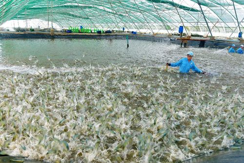 Sóc Trăng: Doanh nghiệp được giảm 30% thuế thuê đất, thuê mặt nước