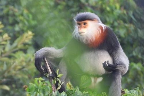Bảo vệ đàn voọc chà vá chân xám ở Phú Yên