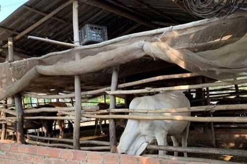 Khởi tố nhóm buôn lậu bò quy mô lớn từ Campuchia