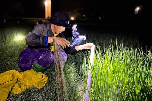 Quảng Bình: Đặt bẫy con 'đặc sản', mang lại thu nhập cao cho nông dân
