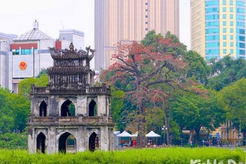Tháng 3 mùa hoa gạo đỏ nở rộ giữa lòng Thủ đô