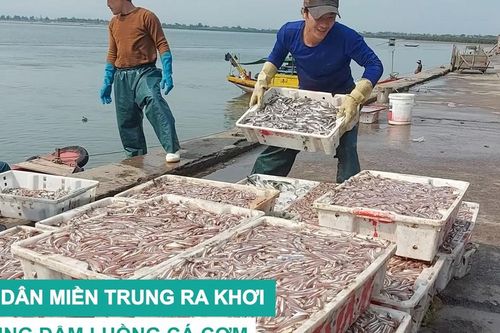Ngư dân miền Trung ra khơi trúng đậm luồng cá cơm