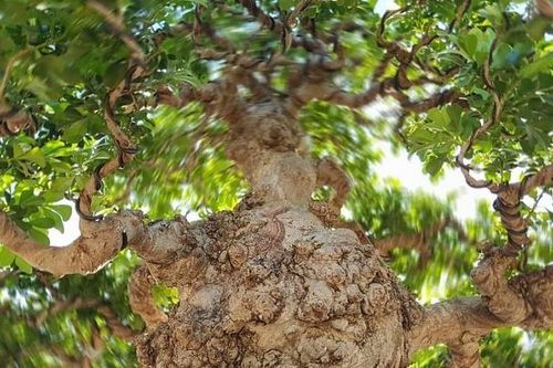 Cận cảnh 'đại lão ngâu' bonsai tiền tỷ 'chấn động' giới chơi cây