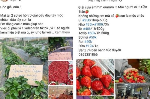 Tiểu thương chợ mạng tung chiêu 'giải cứu' dâu tây Mộc Châu với giá siêu rẻ