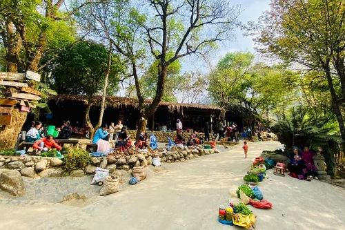 Cây pằng nảng trong thị trấn