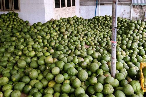 Lạ lùng bưởi non, vỏ bưởi từng vứt bỏ nay được ráo riết tìm mua