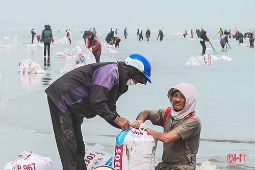 Người dân ven biển Lộc Hà 'trúng đậm' ốc ruốc