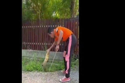 Điều xảy ra 3 giây sau khi thợ bắt rắn tiếp xúc với hổ mang chúa dài 3,5m