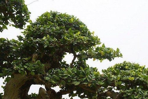 Tận mắt thấy 'sanh dáng long' cổ thụ, giá 1,2 tỷ chủ cây chưa gật đầu