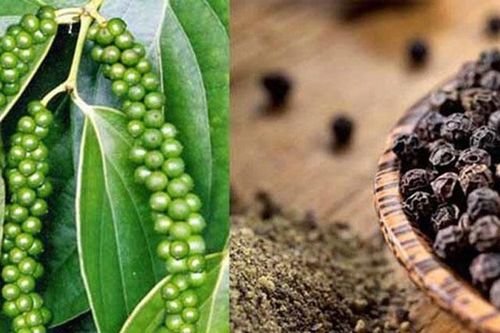 Bỏ vài hạt tiêu nhỏ vào quần áo, cứ tưởng mùi nhưng kết quả khiến ai cũng bất ngờ