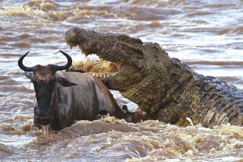 Clip: Cá sấu sông Nile khổng lồ - Nỗi ác mộng của hàng triệu con linh dương đầu bò trong mùa di cư