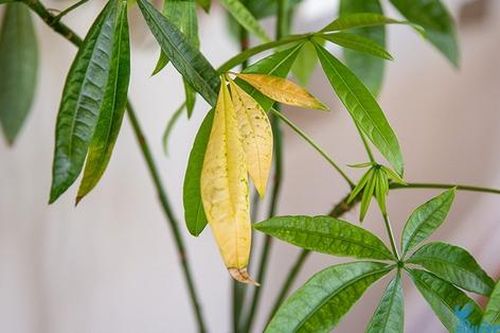 5 bước để cứu cây cảnh khi lá bị chuyển sang màu vàng