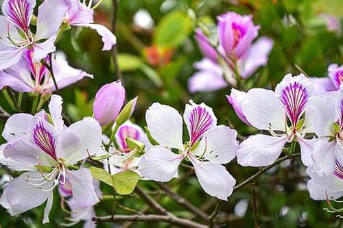 Sắc hoa tháng 3 Hà Nội