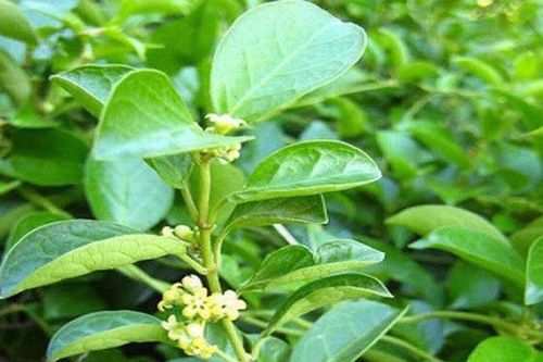 Tác hại của dây thìa canh nếu sử dụng sai cách