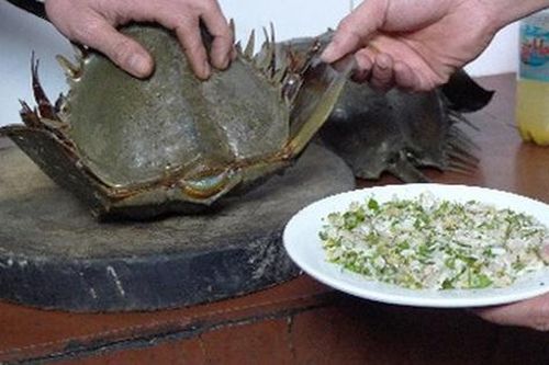 Nhận diện các loài hải sản chứa độc tố chết người