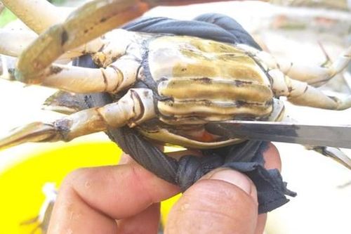 Cà Mau: Giá cua tăng cao, nông dân mừng như 'trúng số'