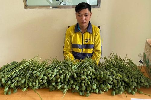 Hà Nội: Bắt thanh niên bán quả thuốc phiện trước cổng trường Đại học