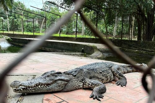 Công viên lớn nhất Nghệ An xin thả đàn cá sấu