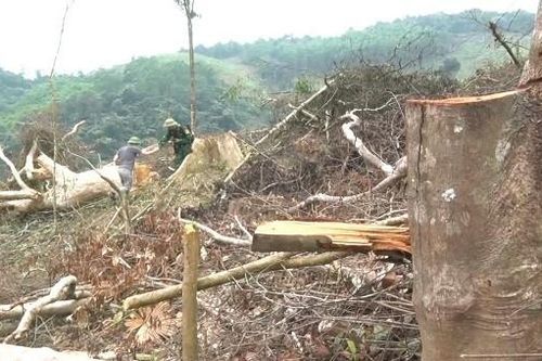 Đề nghị khởi tố vụ phá rừng tự nhiên tại Quảng Bình