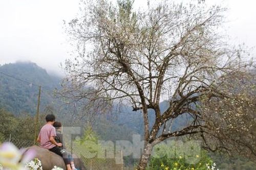 Xao xuyến mùa hoa sơn tra Lai Châu