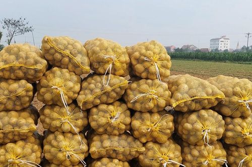 Diễn Châu: Nông dân bán khoai tây được giá cao