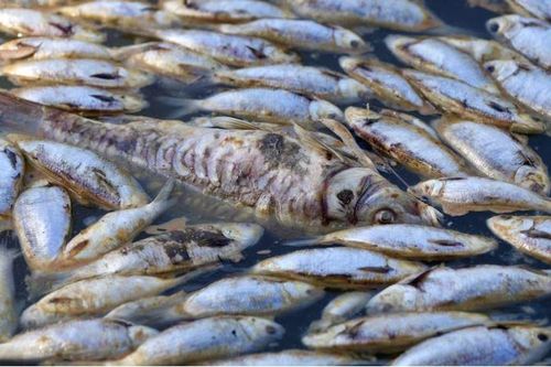Sông Darling kín đặc cá chết, Australia kích hoạt trung tâm khẩn cấp