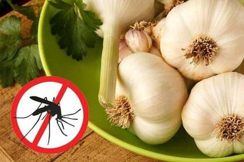 6 mẹo đuổi muỗi trong phòng điều hòa: Sử dụng nguyên liệu nhà nào cũng có