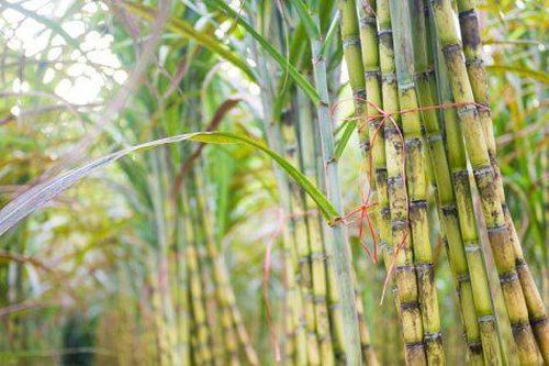Ngành mía đường: 'Tươi sáng' nhờ chính sách