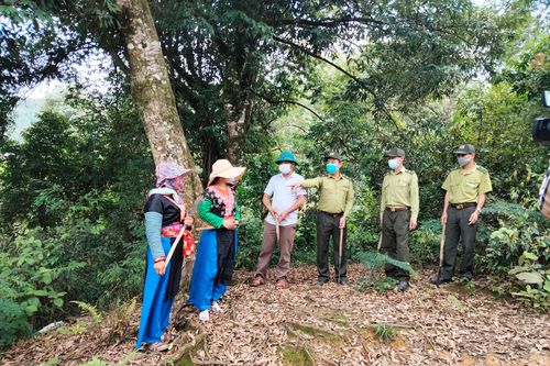 Quản lý rừng gặp khó vì 3,3 triệu ha 'cha chung không ai khóc'