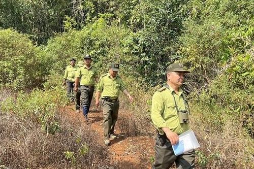Giữ 'lõi xanh' các vườn quốc gia ở Bình Phước