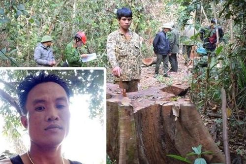 Đề nghị nhóm lâm tặc khai thác trái phép hơn 44m³ gỗ tại Gia Lai ra trình diện