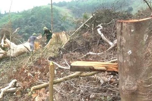 Đề nghị khởi tố vụ phá gần 6 héc ta rừng tự nhiên tại Quảng Bình