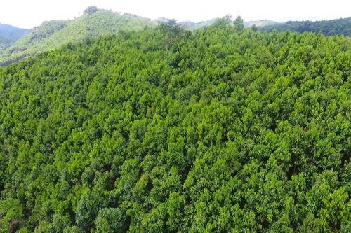 Quảng Ngãi xin chuyển đổi thêm 169ha đất rừng và đất lúa để làm cao tốc Quảng Ngãi- Hoài Nhơn